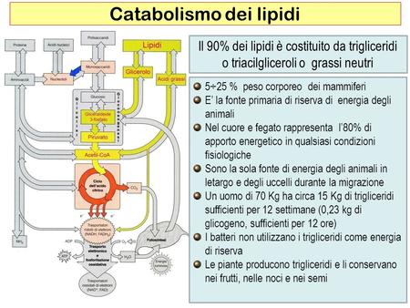Catabolismo dei lipidi