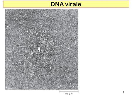 DNA virale.