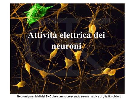 Attività elettrica dei neuroni