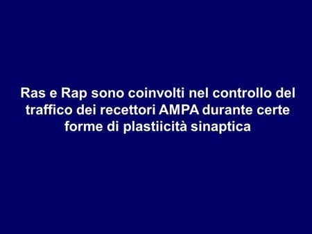 Ras e Rap sono coinvolti nel controllo del traffico dei recettori AMPA durante certe forme di plastiicità sinaptica.