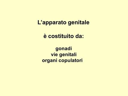 è costituito da: gonadi vie genitali organi copulatori
