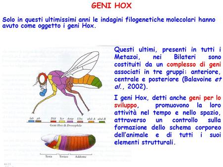 GENI HOX Solo in questi ultimissimi anni le indagini filogenetiche molecolari hanno avuto come oggetto i geni Hox. Questi ultimi, presenti in tutti i Metazoi,