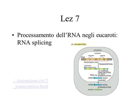 Lez 7 Processamento dell’RNA negli eucaroti: RNA splicing