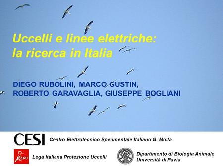 Uccelli e linee elettriche: la ricerca in Italia