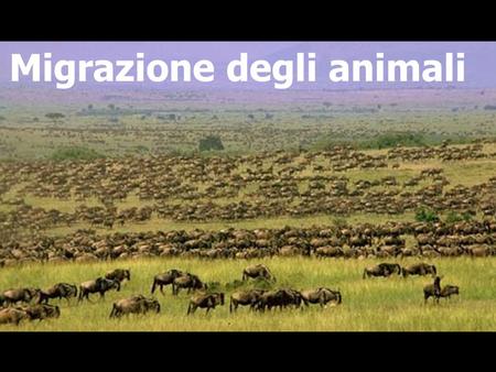 Migrazione degli animali