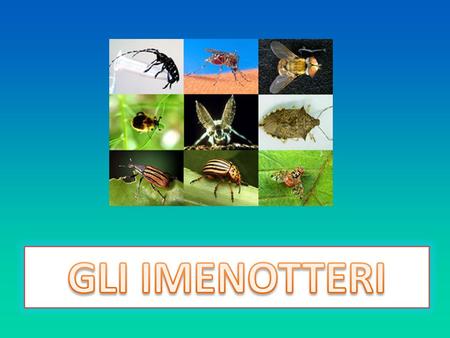 Gli imenotteri sono un ordine di insetti che comprende oltre 120.000 specie diffuse in tutto il mondo. Il nome si riferisce alle ali membranose. Si dividono.