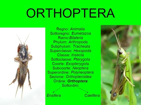 ORTHOPTERA Regno: Animalia Sottoregno: Eumetazoa Ramo:Bilateria