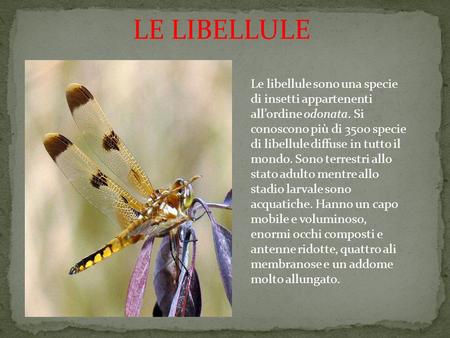 LE LIBELLULE Le libellule sono una specie di insetti appartenenti all’ordine odonata. Si conoscono più di 3500 specie di libellule diffuse in tutto il.