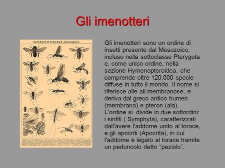 Gli imenotteri Gli imenotteri sono un ordine di insetti presente dal Mesozoico, incluso nella sottoclasse Pterygota e, come unico ordine, nella sezione.