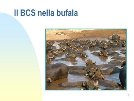 Il BCS nella bufala 1.