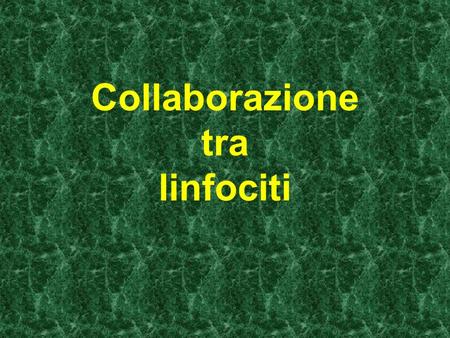 Collaborazione tra linfociti