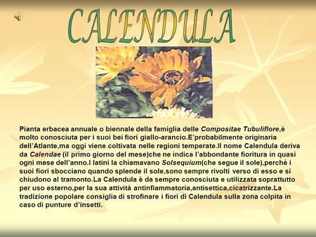 CALENDULA Pianta erbacea annuale o biennale della famiglia delle Compositae Tubuliflore,è molto conosciuta per i suoi bei fiori giallo-arancio.E’probabilmente.