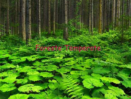 Foreste Temperate.