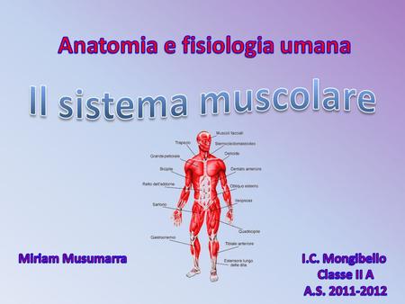 Anatomia e fisiologia umana Miriam Musumarra I.C. Mongibello