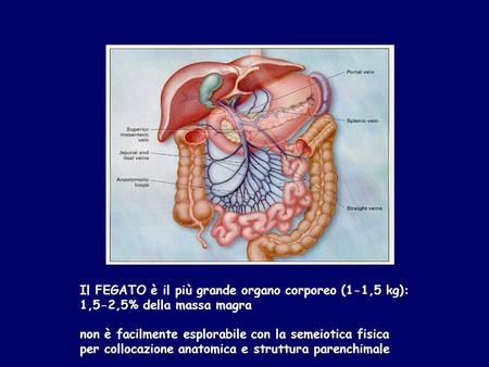 Il FEGATO è il più grande organo corporeo (1-1,5 kg):