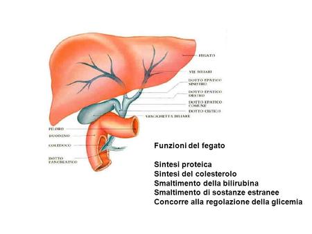 Funzioni del fegato Sintesi proteica Sintesi del colesterolo