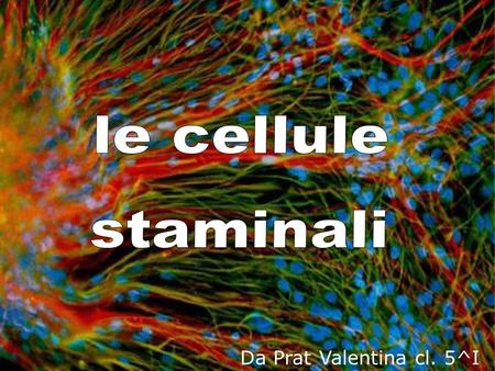 Le cellule staminali Da Prat Valentina cl. 5^I.