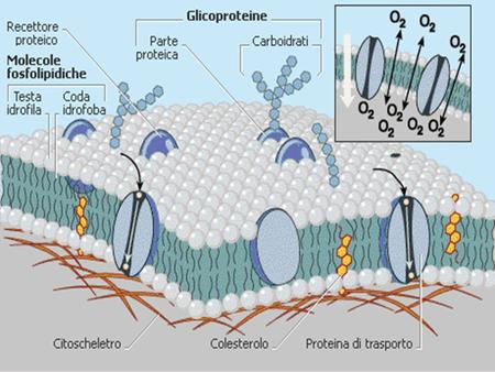                                                                                     Trasporti attraverso le membrane biologiche I meccanismi di trasporto.
