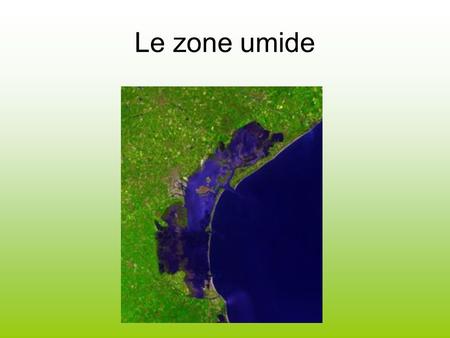 Le zone umide.