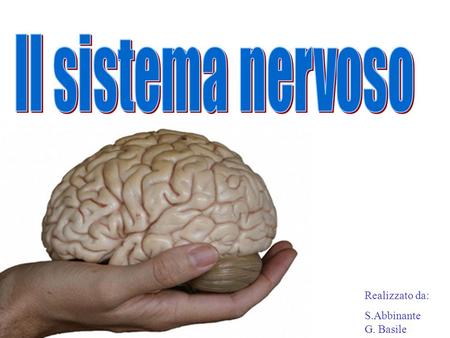 Il sistema nervoso Realizzato da: S.Abbinante G. Basile.