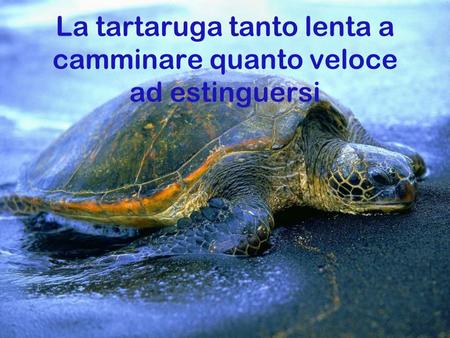 La tartaruga tanto lenta a camminare quanto veloce ad estinguersi