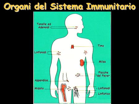 Organi del Sistema Immunitario