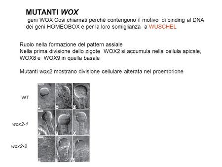MUTANTI WOX geni WOX Cosi chiamati perché contengono il motivo di binding al DNA dei geni HOMEOBOX e per la loro somiglianza a WUSCHEL Ruolo nella formazione.