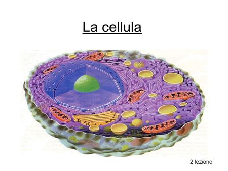 La cellula 2 lezione.