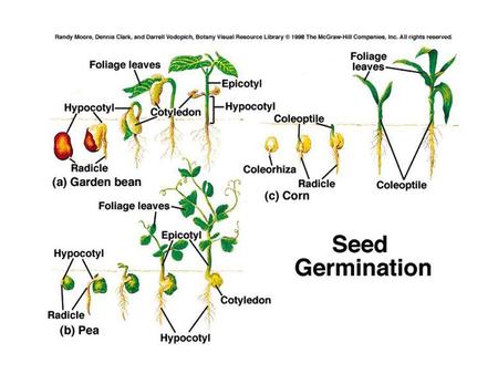 Endospermic seeds: The endosperm is present in the mature seed and serves as