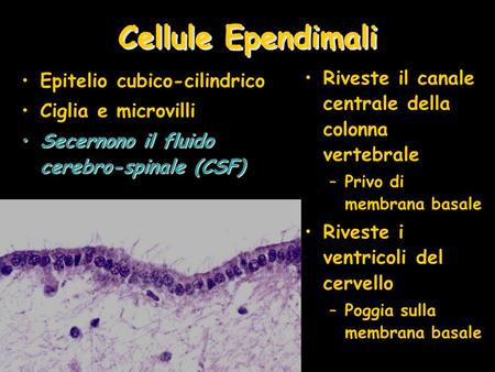 Cellule Ependimali Riveste il canale centrale della colonna vertebrale