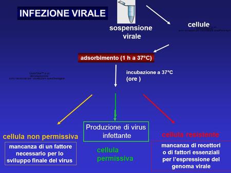 INFEZIONE VIRALE cellule sospensione virale Produzione di virus