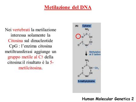 Metilazione del DNA Nei vertebrati la metilazione interessa solamente la Citosina sul dinucleotide CpG : l’enzima citosina metiltransferasi aggiunge un.