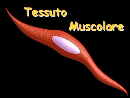 Tessuto Muscolare.