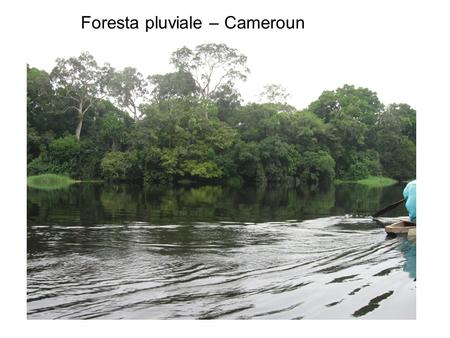 Foresta pluviale – Cameroun