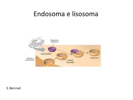 Endosoma e lisosoma S. Beninati.