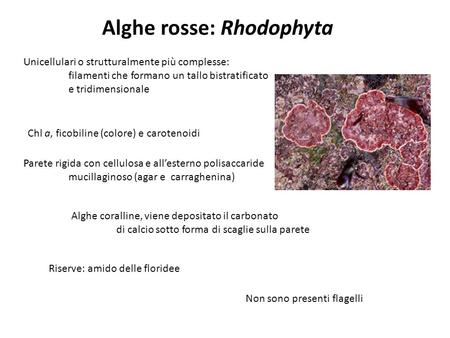 Alghe rosse: Rhodophyta