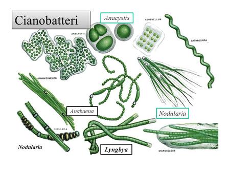 Cianobatteri Anacystis Anabaena Nodularia Nodularia Lyngbya.