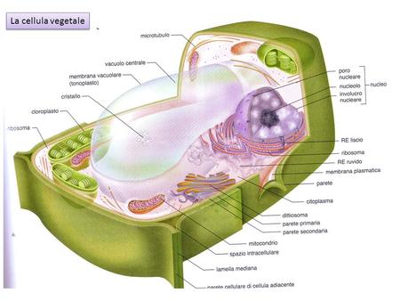 La cellula vegetale.