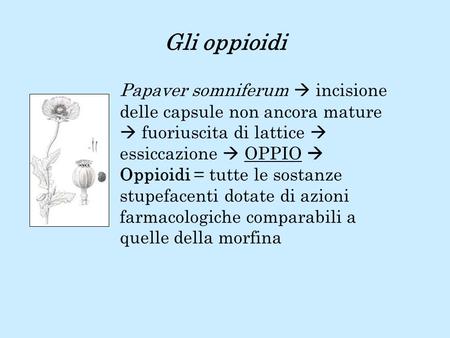 Gli oppioidi Papaver somniferum  incisione delle capsule non ancora mature  fuoriuscita di lattice  essiccazione  OPPIO  Oppioidi = tutte le.