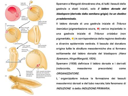 Spemann e Mangold dimostrano che, di tutti i tessuti della gastrula a stadi iniziali, solo il labbro dorsale del blastoporo (derivato dalla semiluna grigia)