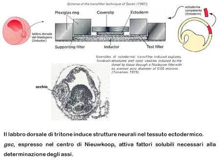 Il labbro dorsale di tritone induce strutture neurali nel tessuto ectodermico. gsc, espresso nel centro di Nieuwkoop, attiva fattori solubili necessari.