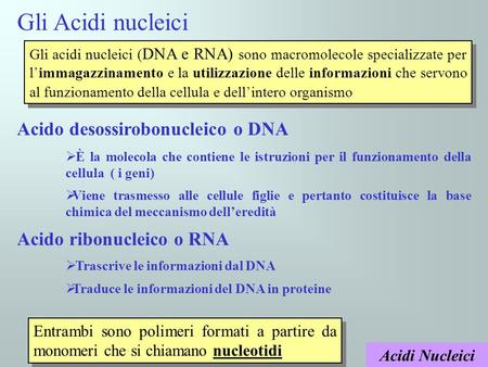 Gli Acidi nucleici Acido desossirobonucleico o DNA