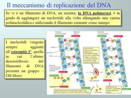 Il meccanismo di replicazione del DNA
