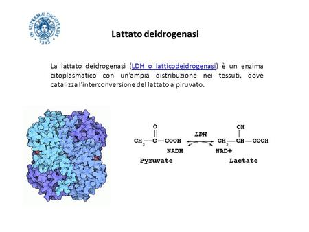 Lattato deidrogenasi La lattato deidrogenasi (LDH o latticodeidrogenasi) è un enzima citoplasmatico con un'ampia distribuzione nei tessuti, dove catalizza.