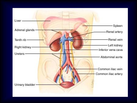 Cenni di anatomia e fisiologia del rene I reni, attraverso la formazione di urina, svolgono due funzioni: - funzione omeostatica: regolazione del.