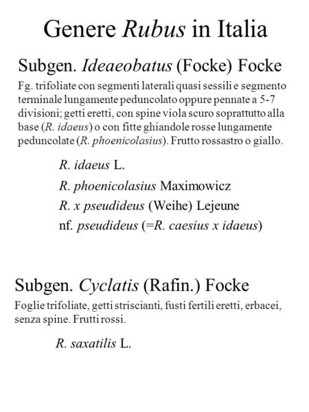 Genere Rubus in Italia Subgen. Ideaeobatus (Focke) Focke R. idaeus L.