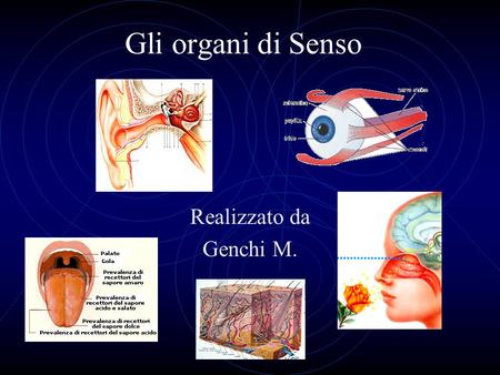 Gli organi di Senso Realizzato da Genchi M..
