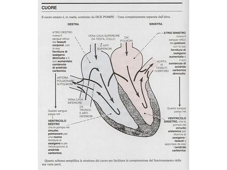 Le 4 fasi principali del ciclo cardiaco Le 7 fasi del ciclo cardiaco I° stato di attività del miocardio II° stato delle valvole La contrazione AD.