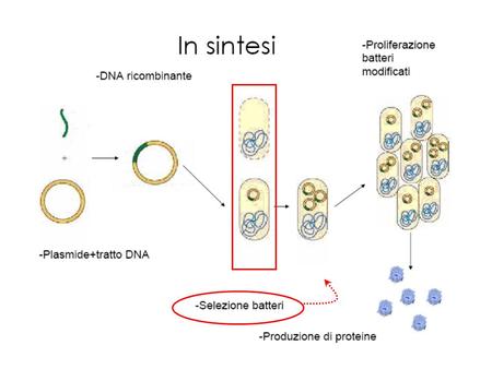 pSC101 was the first E. coli cloning vector, used in 1973 by Herbert Boyer and Stanley Norman Cohen. They demonstrated that a gene from a frog.