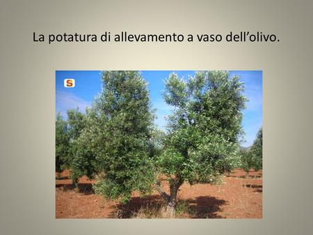 La potatura di allevamento a vaso dell’olivo.